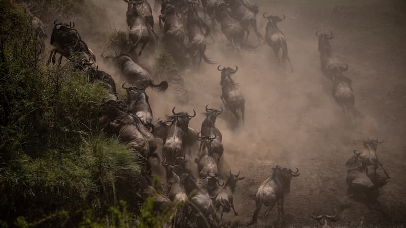 Wildebeest crossing the Mara River during the Great Migration