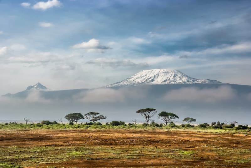 Montane forest with snow-capped mountain peak beyond the canopy