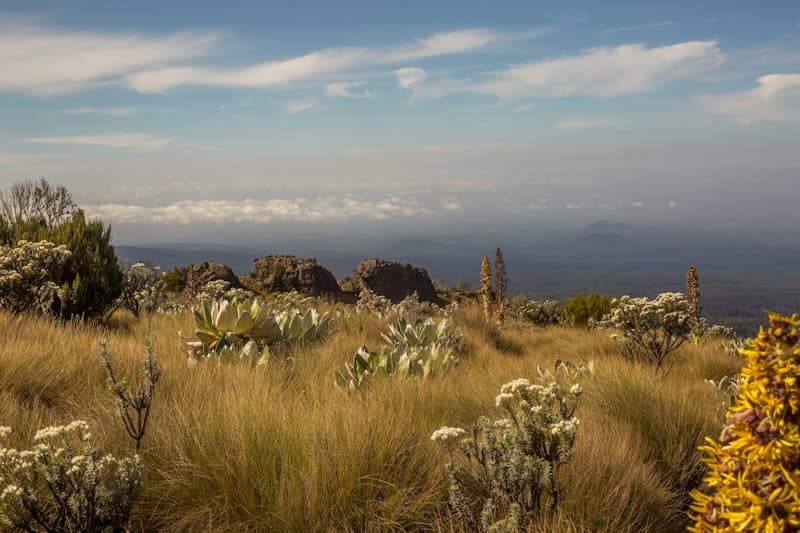 Open alpine moorland with wildflowers - Sirimon route